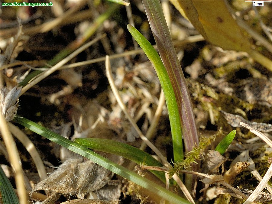 Scilla autumnalis