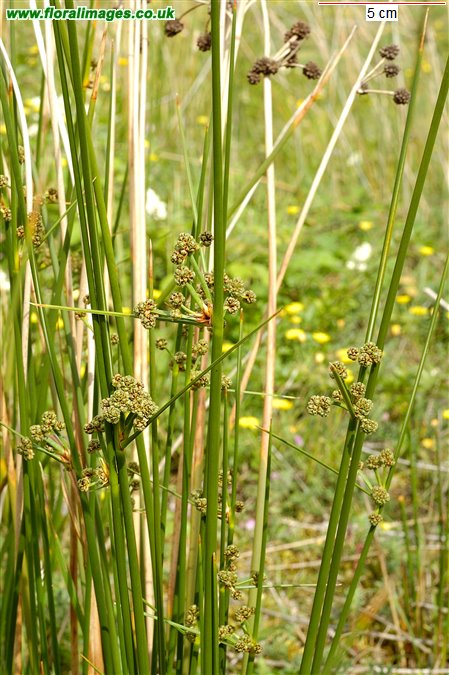 Scirpoides holoschoenus