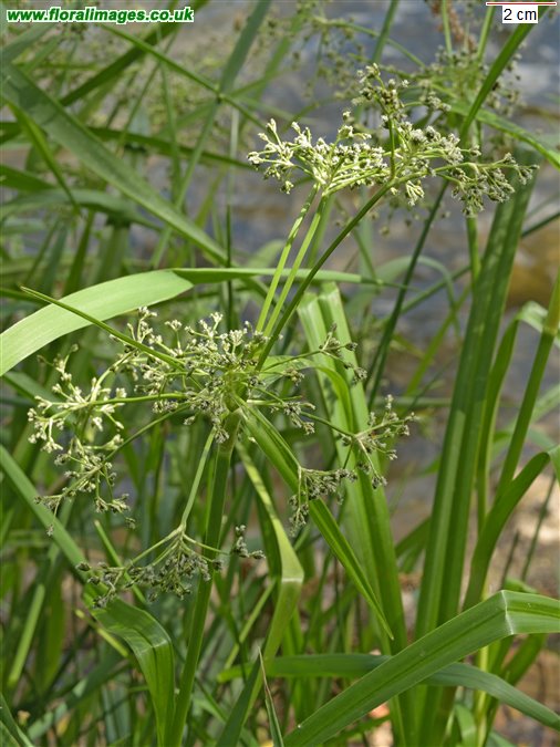 Scirpus sylvaticus
