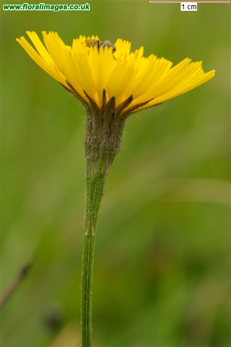 Scorzoneroides autumnalis