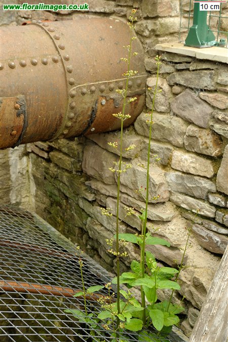 Scrophularia auriculata