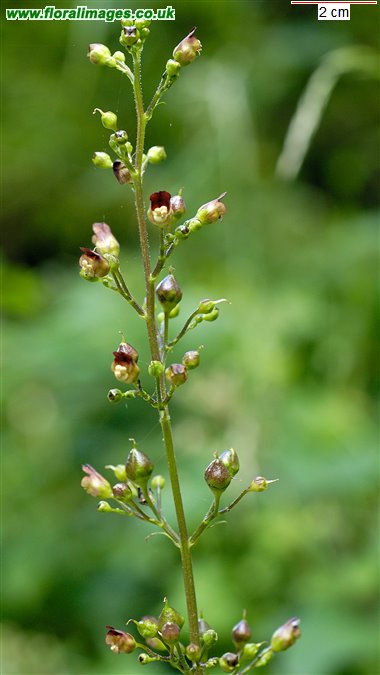 Scrophularia nodosa