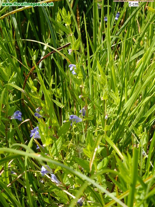 Scutellaria galericulata