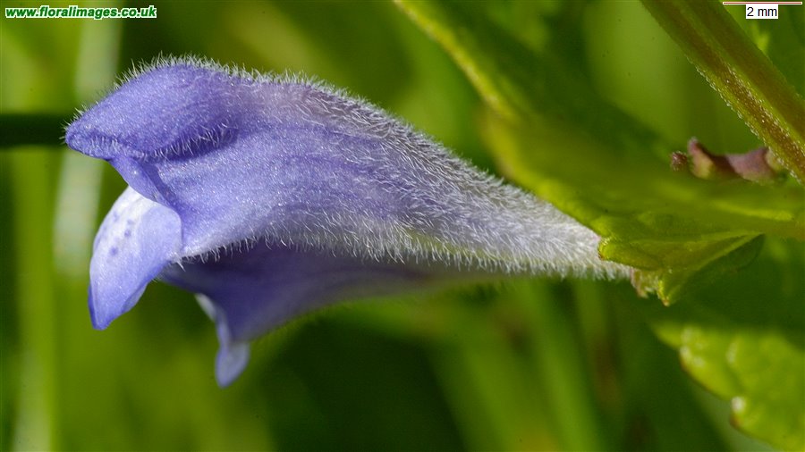 Scutellaria galericulata