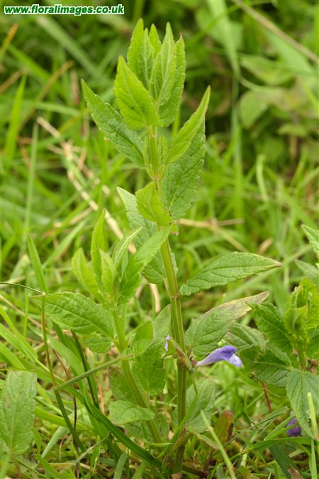 Scutellaria galericulata