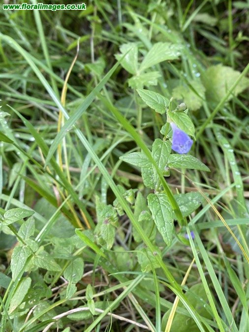 Scutellaria galericulata