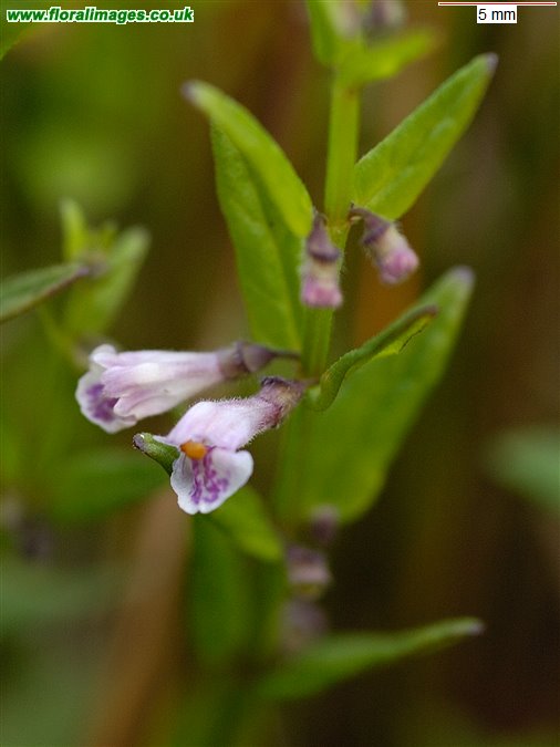 Scutellaria minor