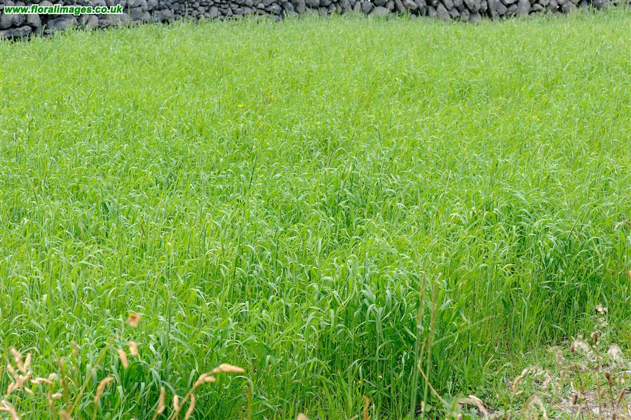 Secale cereale