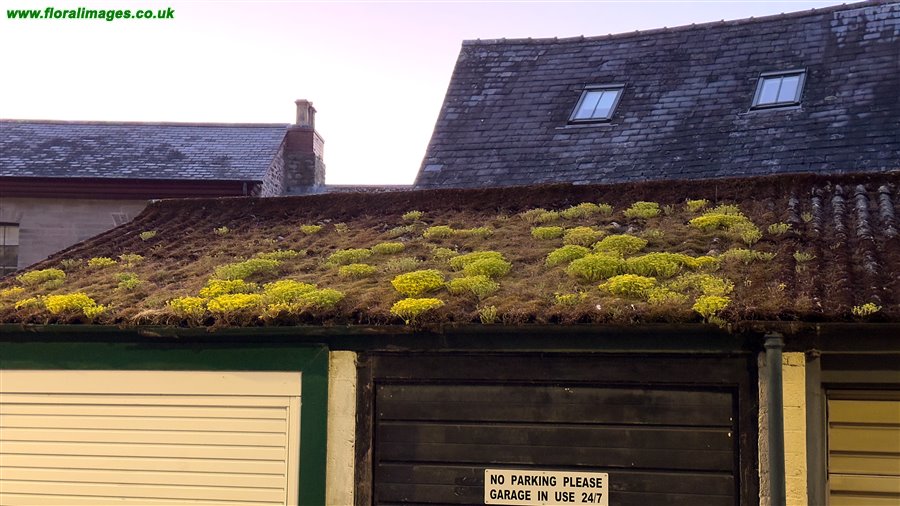 Sedum acre