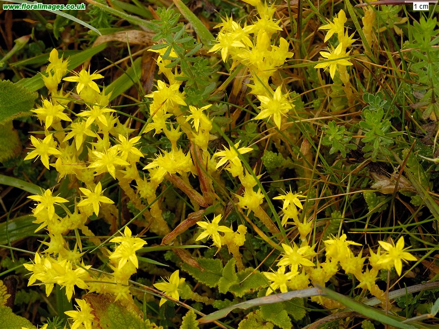 Sedum acre