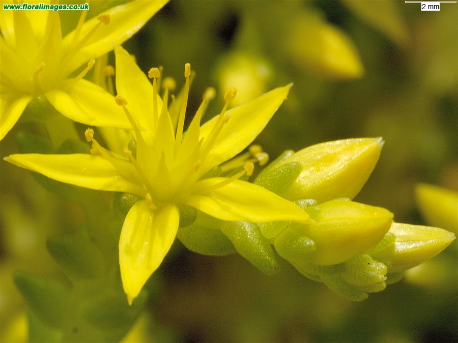 Sedum acre