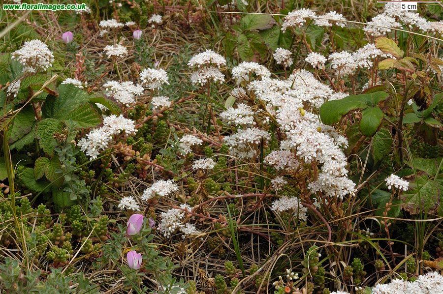 Sedum album