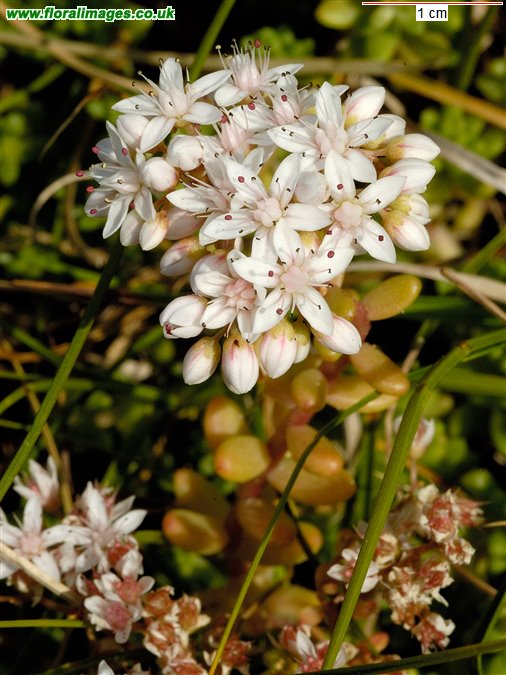 Sedum album