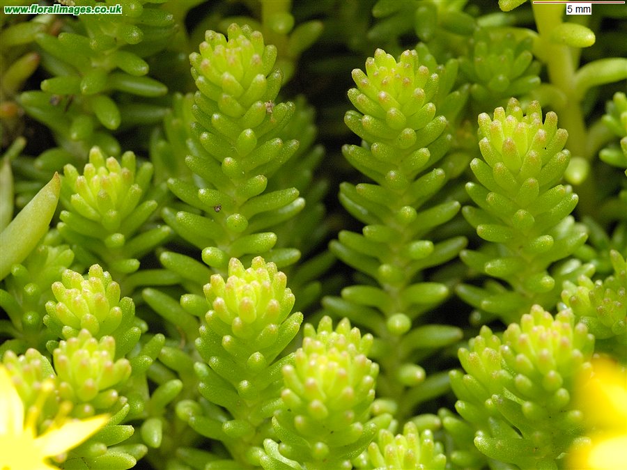 Sedum sexangulare