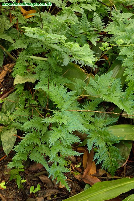 Selaginella willdenowii
