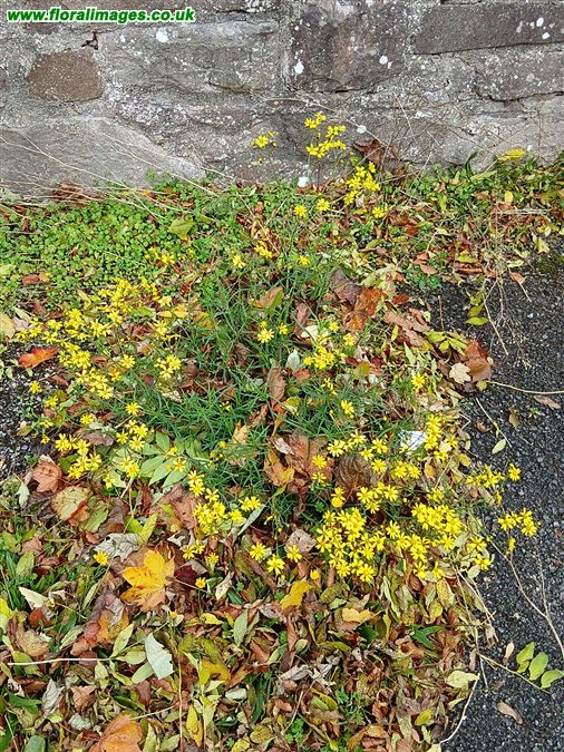 Senecio inaequidens