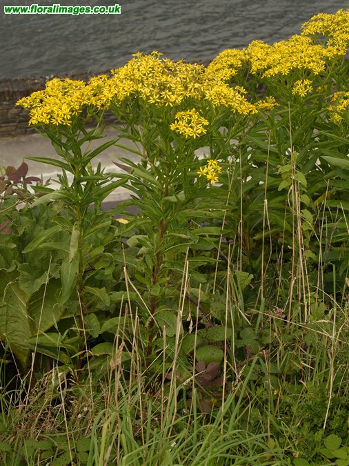 Senecio sarracenicus