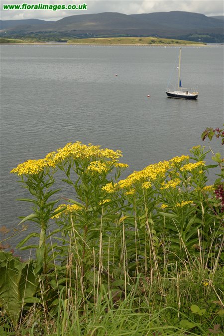 Senecio sarracenicus