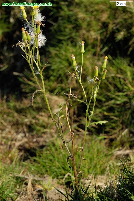 Senecio sylvaticus
