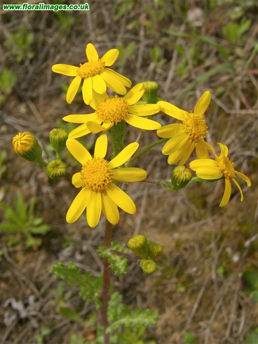 Senecio vernalis