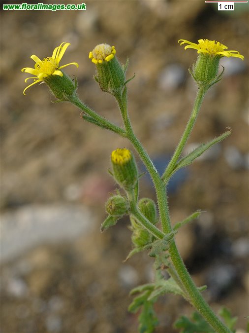 Senecio viscosus