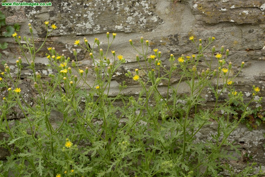 Senecio viscosus