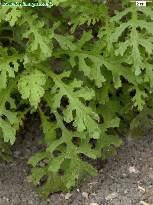 Senecio viscosus