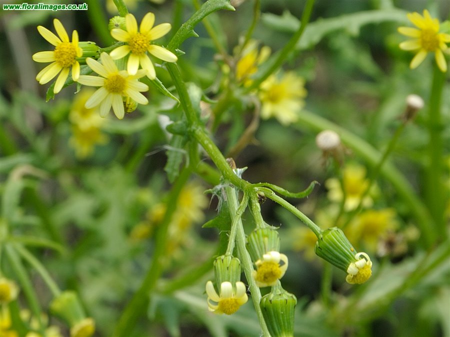 Senecio vulgaris