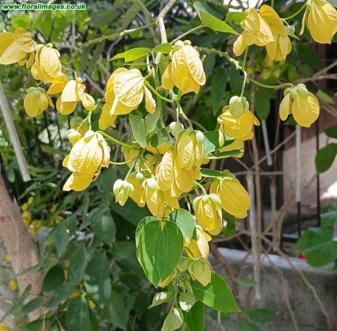 Senna fistula