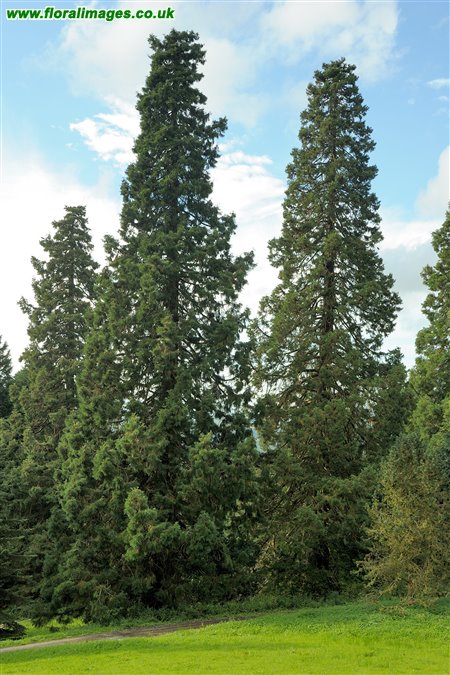 Sequoiadendron giganteum