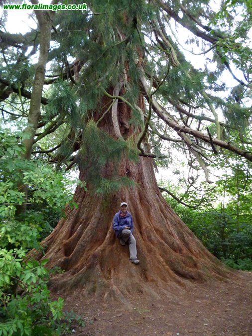 Sequoiadendron giganteum
