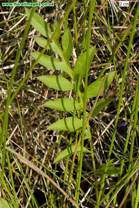 Serratula tinctoria