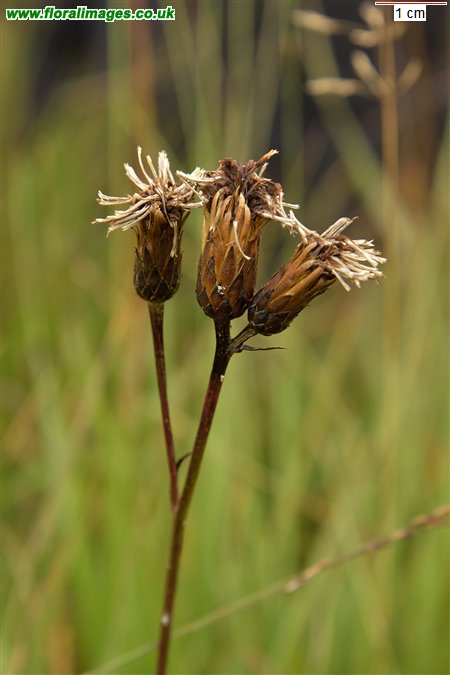 Serratula tinctoria
