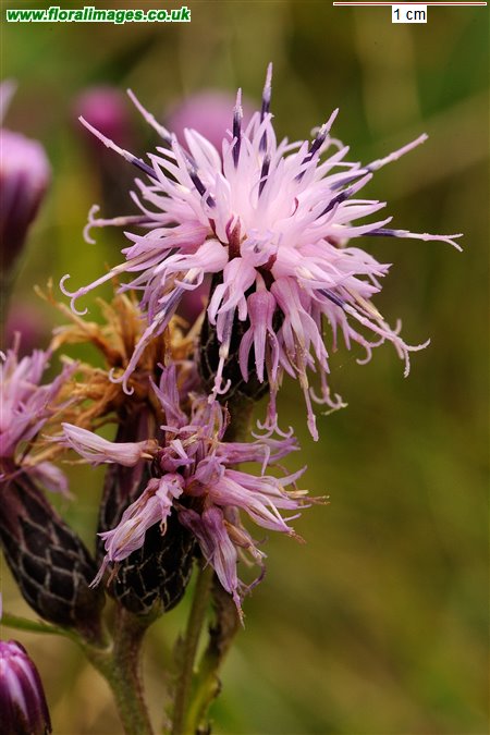 Serratula tinctoria