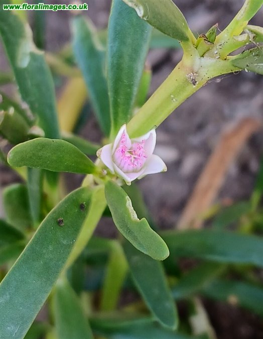 Sesuvium portulacastrum