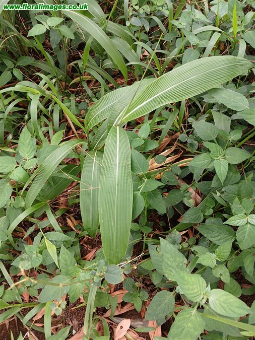 Setaria palmifolia