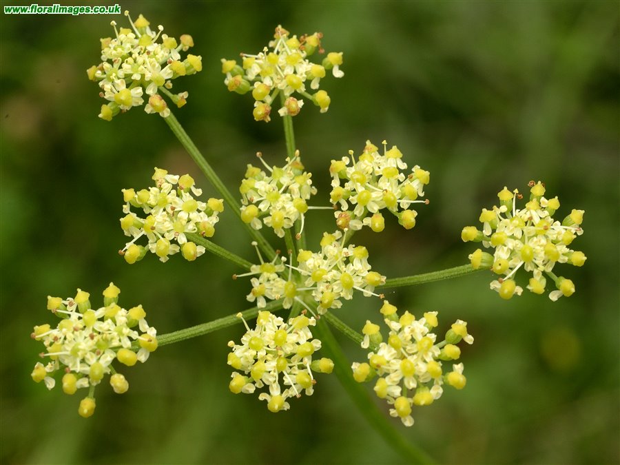 Silaum silaus