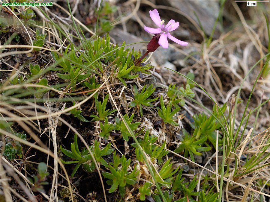 Silene acaulis