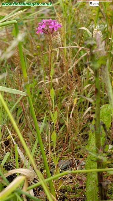 Silene armeria