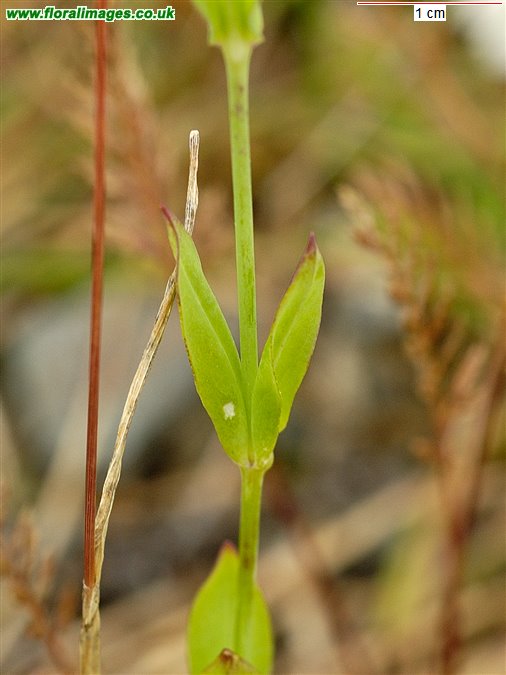 Silene armeria