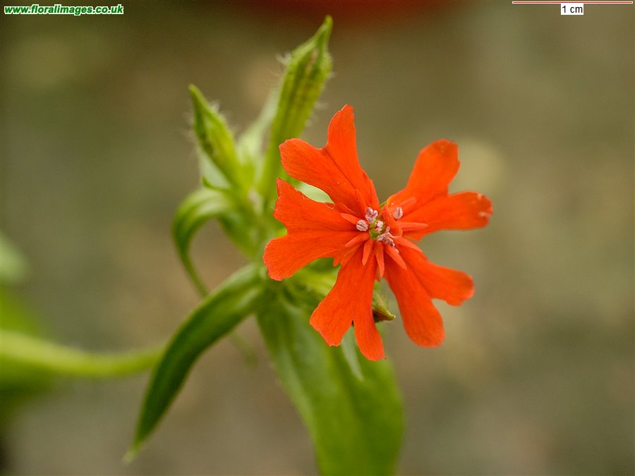 Silene chalcedonica
