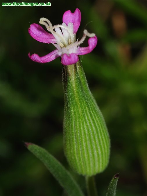 Silene conica
