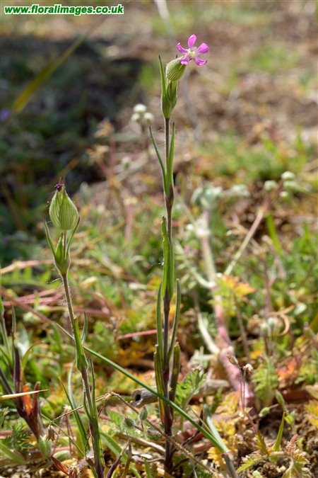 Silene conica