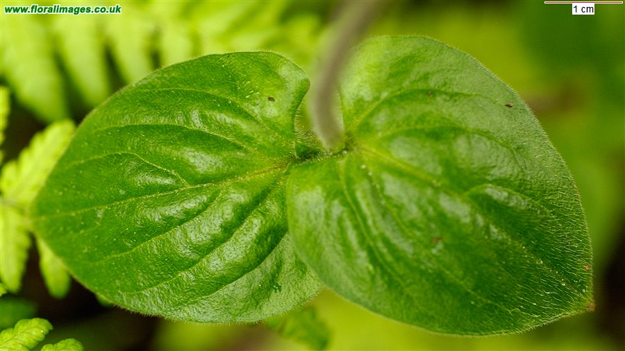 Silene dioica