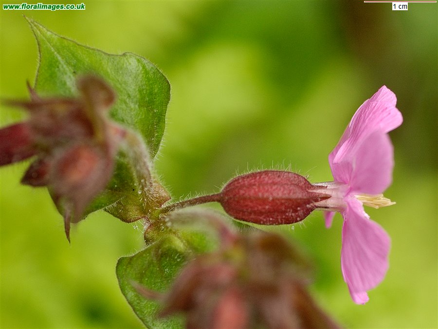 Silene dioica