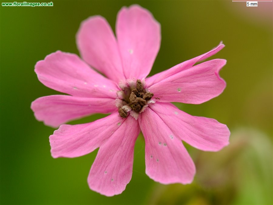 Silene dioica