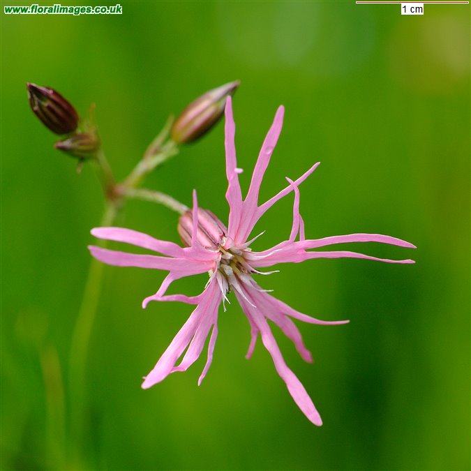 Silene flos-cuculi
