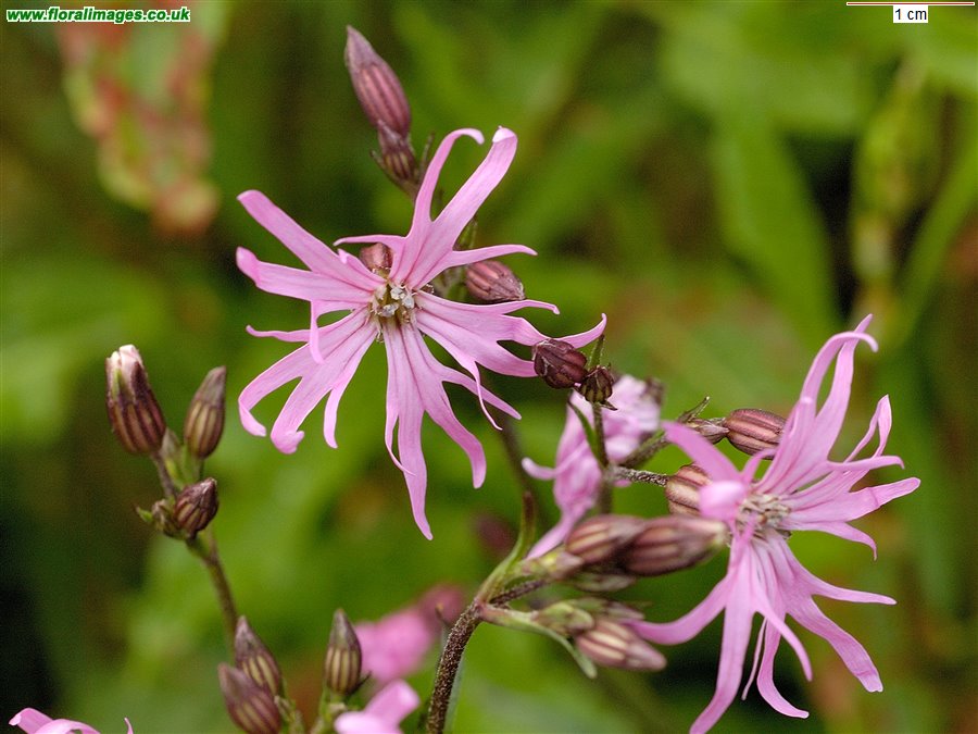 Silene flos-cuculi