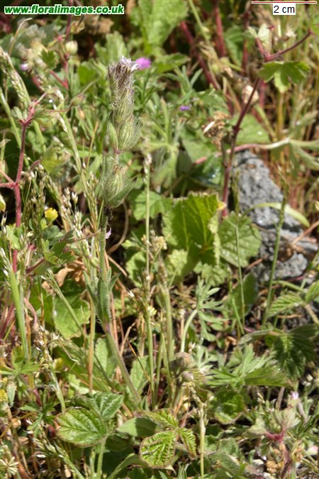 Silene gallica