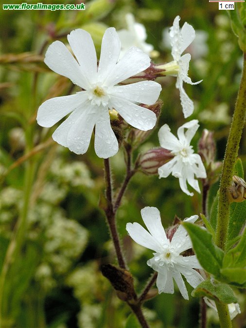Silene latifolia